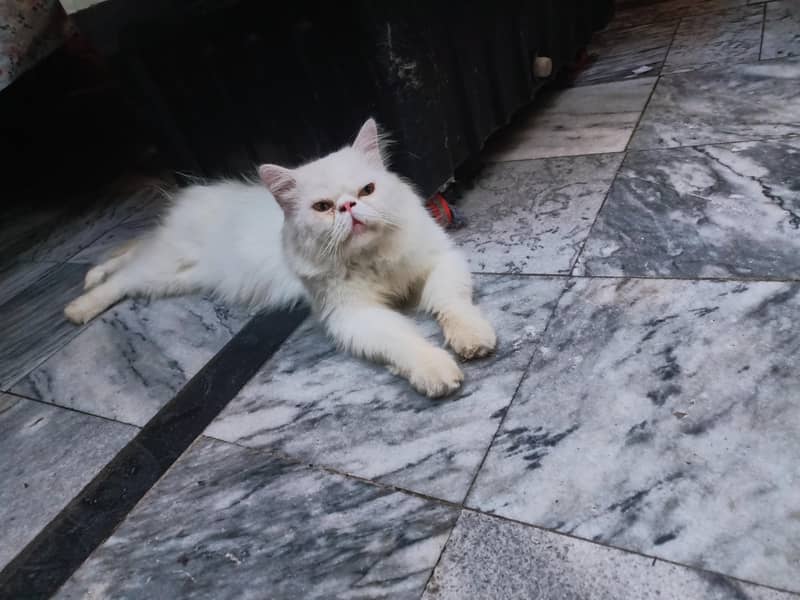 picki face stud mel available 1