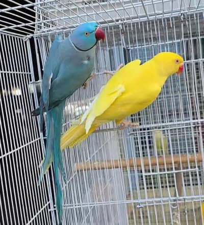 Need Yellow/Blue Ringneck Male