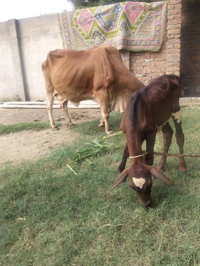 Healthy Female Cow for Sale