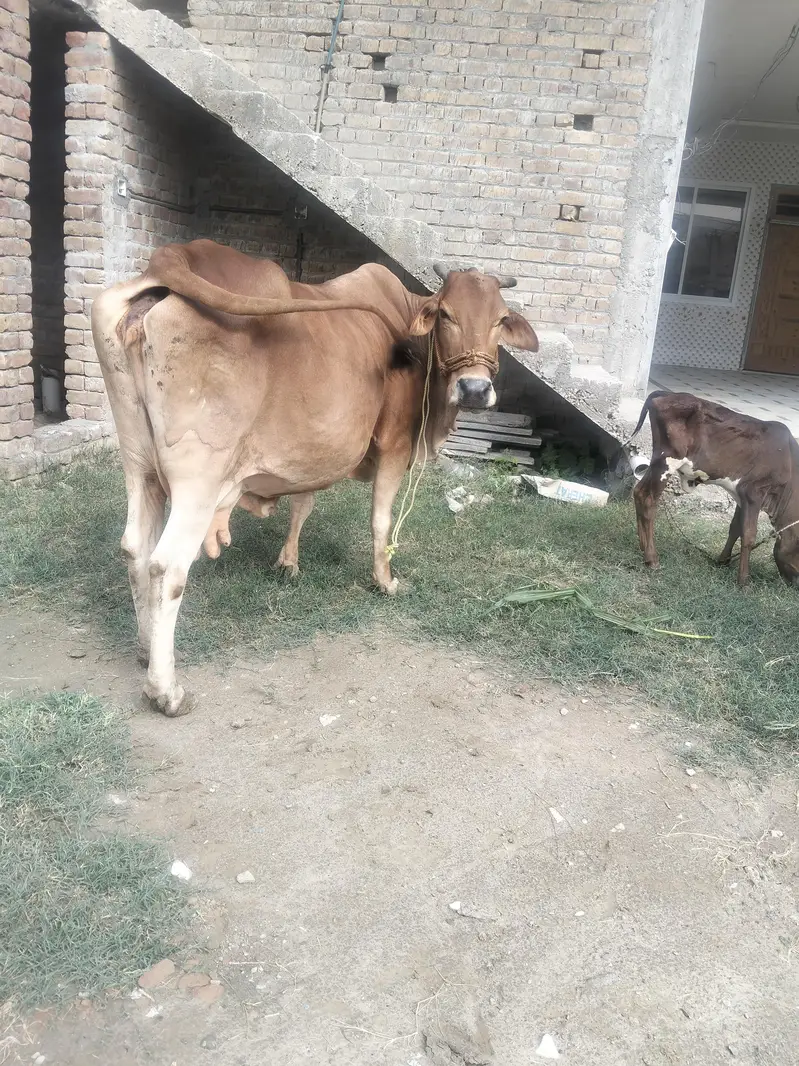 Healthy Female Cow for Sale — photo 2