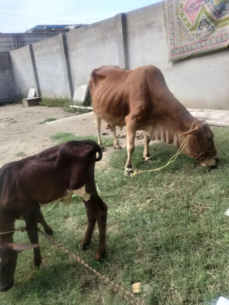 Healthy Female Cow for Sale — photo 3