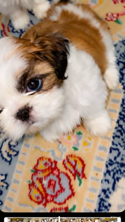 Original Pedigree Shihtzu