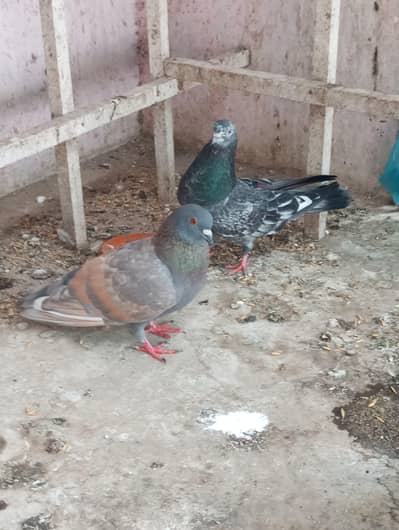 hiy Flayer pigeon breeder pair