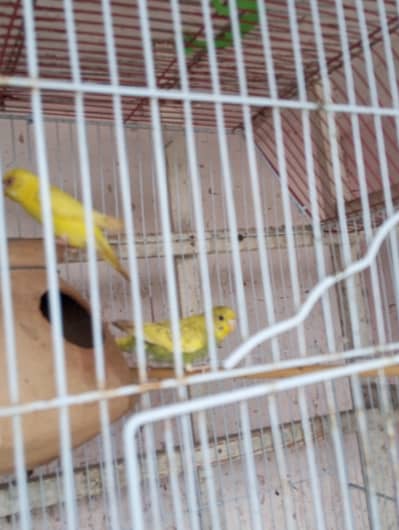 lutino red eyes breeder pair