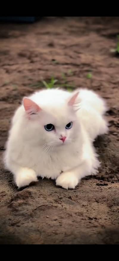 Beautiful Persian cat
