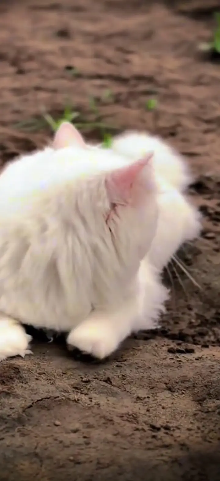 Beautiful Persian cat — photo 2