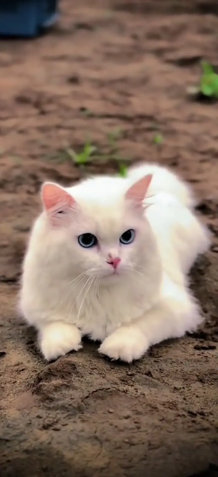 Beautiful Persian cat — photo 3