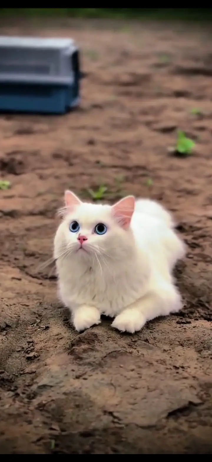 Beautiful Persian cat — photo 4