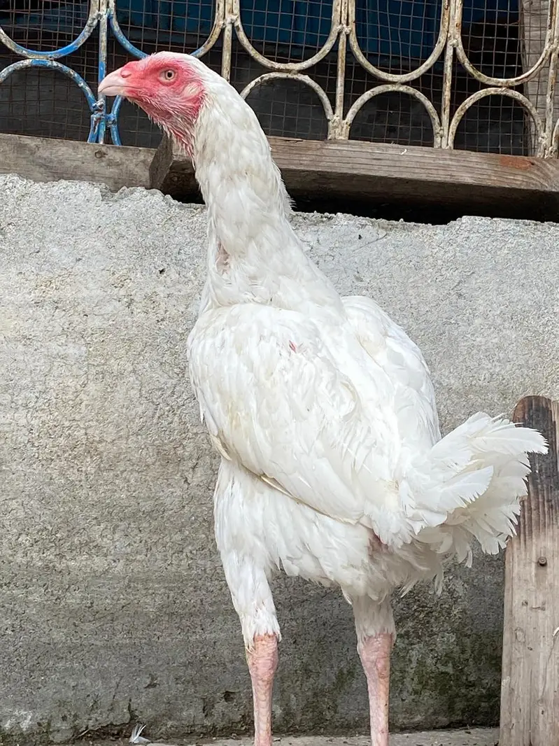 Aseel Old bloodline — photo 2