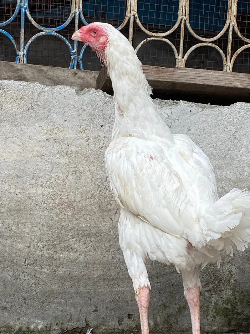 Aseel Old bloodline — photo 3