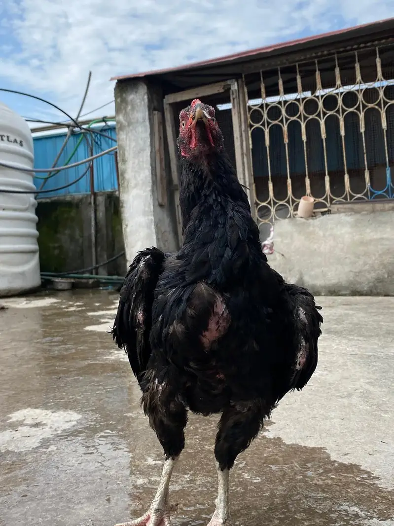 Aseel Old bloodline — photo 10