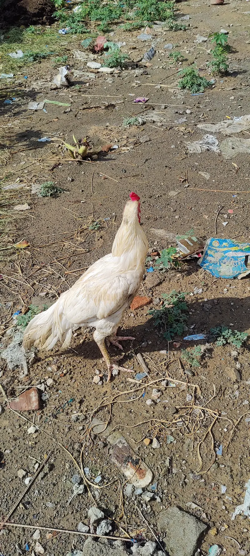 PAPER WHITE HA PAO THORA KAHRAB HUA WA HA — photo 6