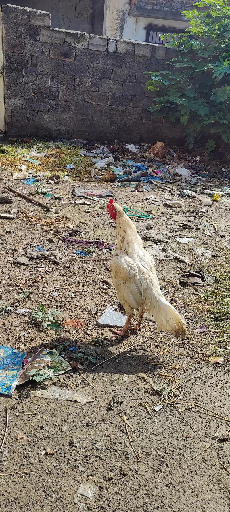 PAPER WHITE HA PAO THORA KAHRAB HUA WA HA — photo 7