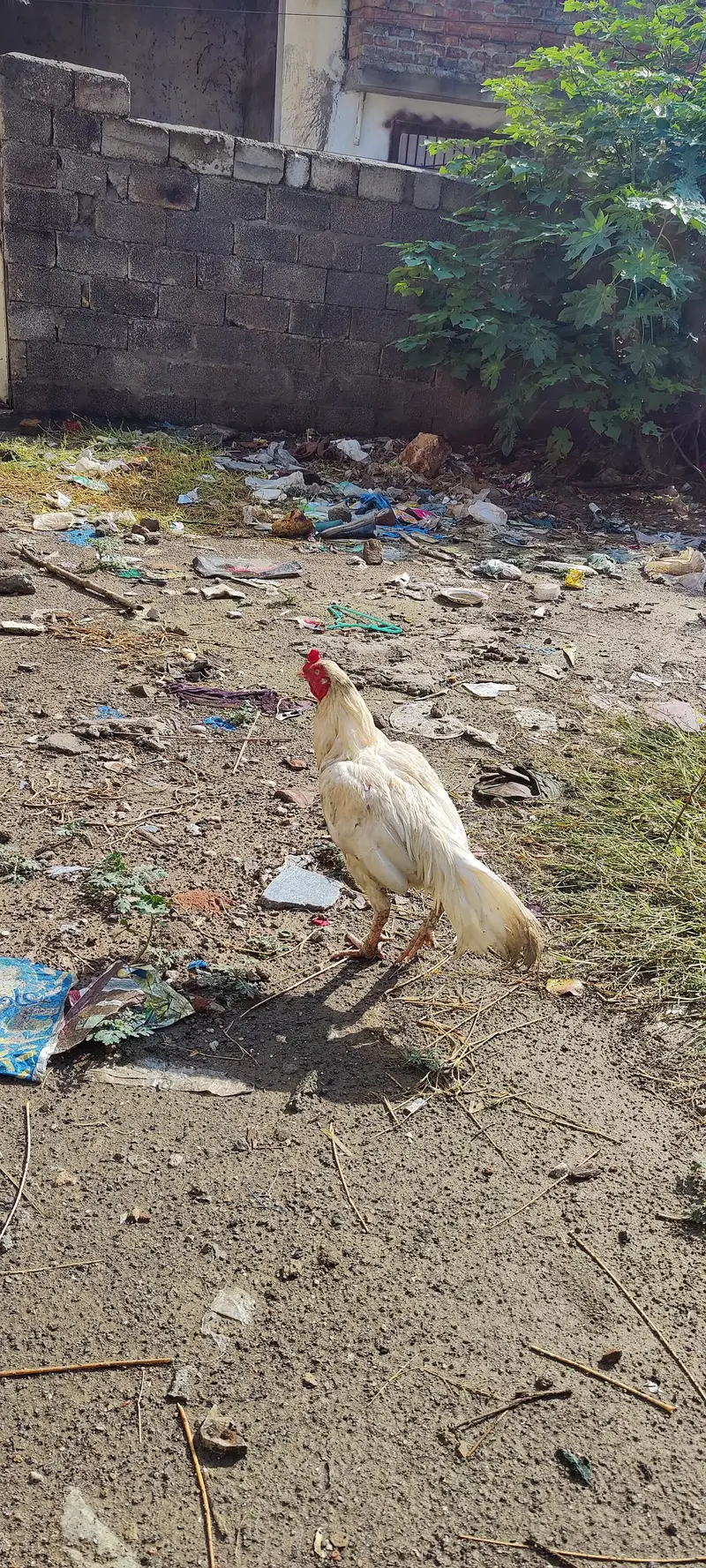PAPER WHITE HA PAO THORA KAHRAB HUA WA HA — photo 8