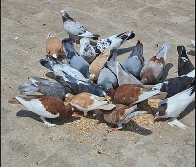 Parrots.