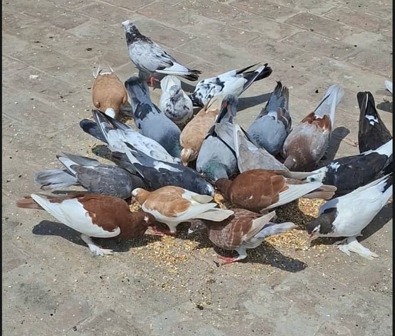 Parrots. 0