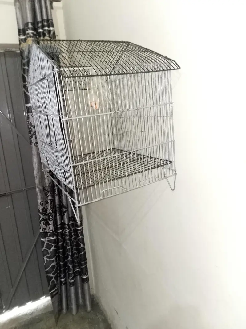 cage birds used able new condition — photo 2