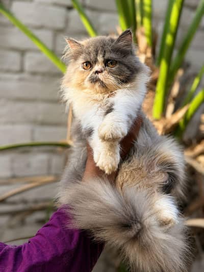Calico Triple Coated Female