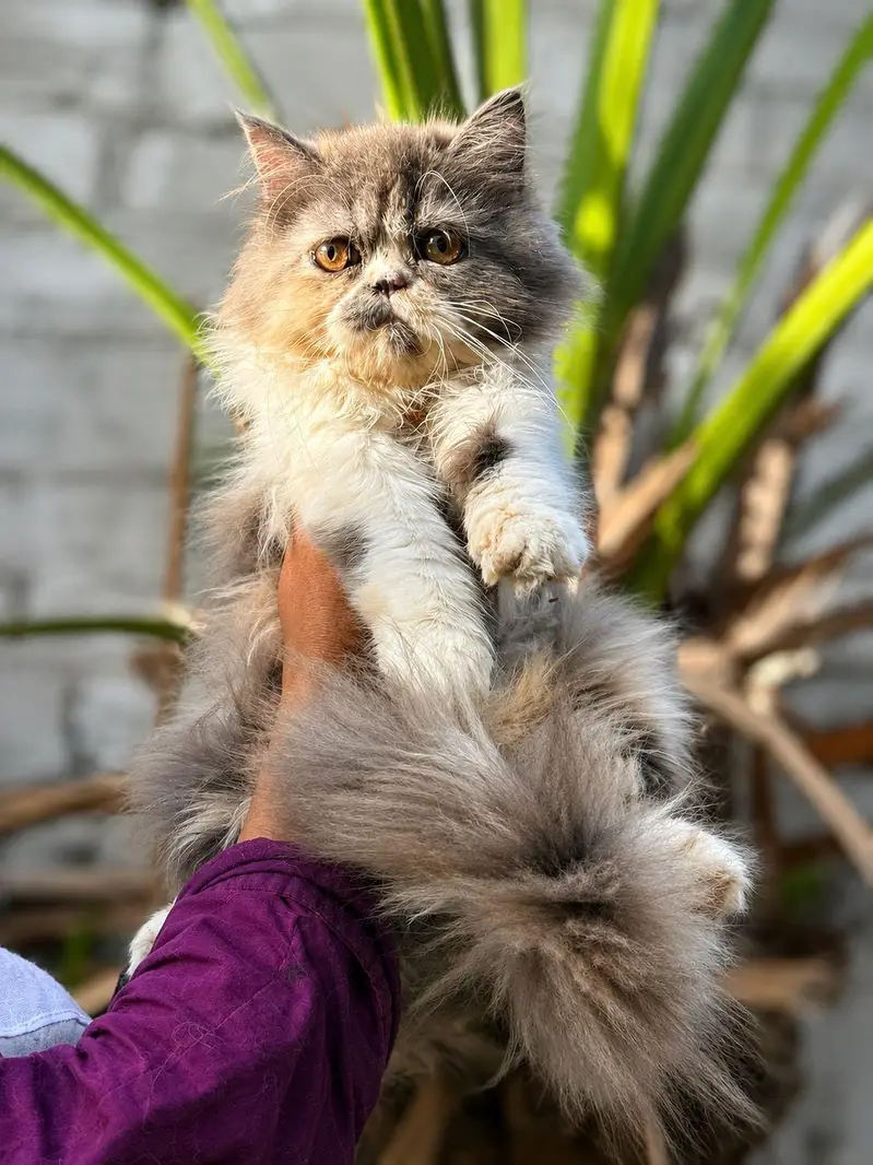 Calico Triple Coated Female — photo 3