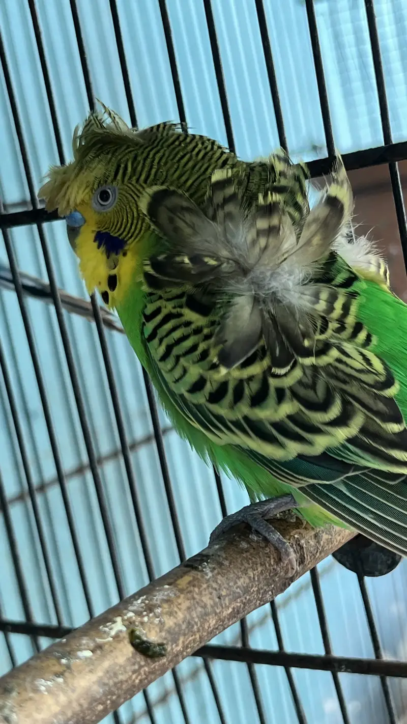 Hogoromo double flower male — photo 4