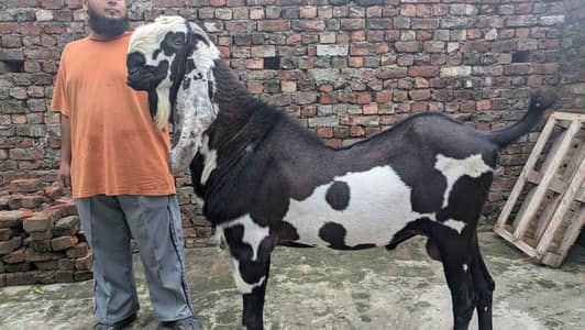 beetle bakra higth 45 inch for sale
