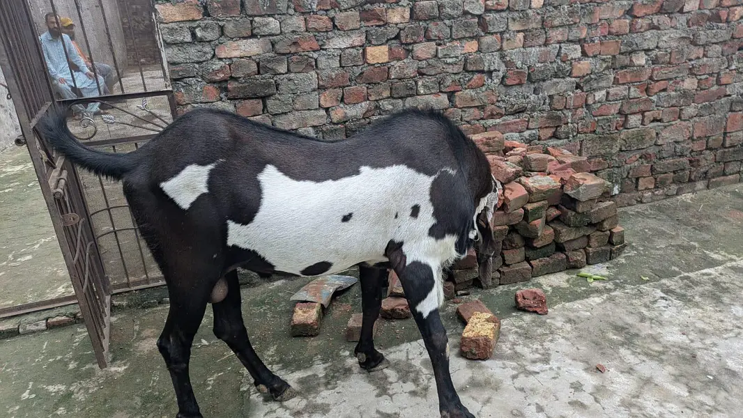 beetle bakra higth 45 inch for sale — photo 2