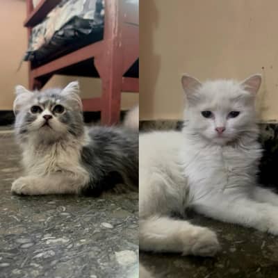 Persian Kitten Female ( FOR SALE )