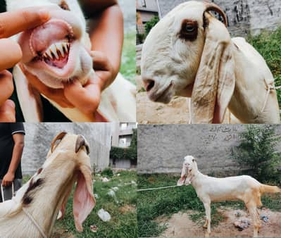Healthy Beetal Type Female Goat | Beautiful & Active Bakri