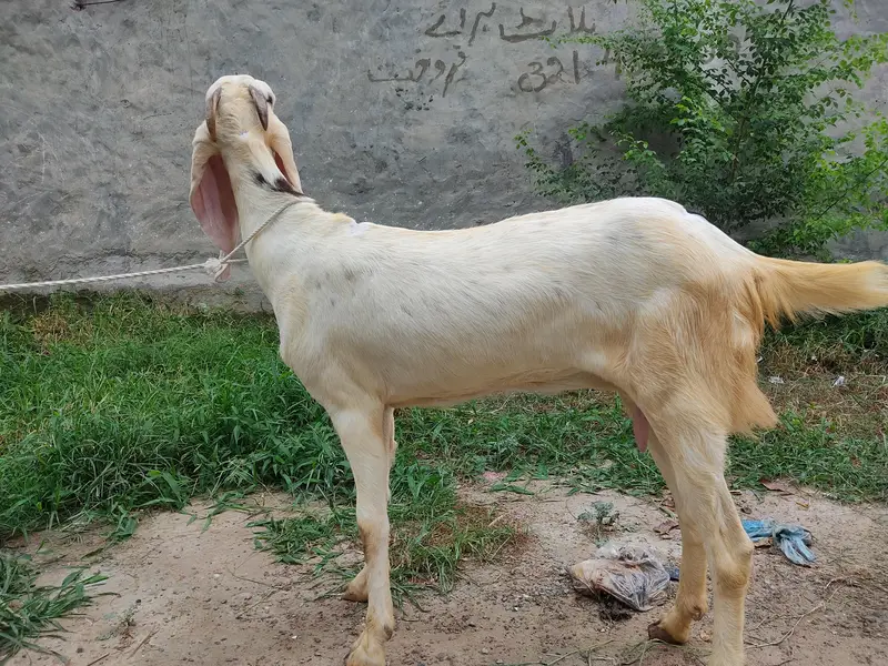 Healthy Beetal Type Female Goat | Beautiful & Active Bakri — photo 2
