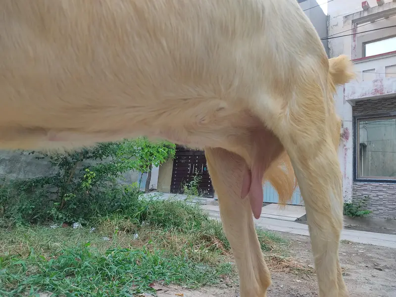 Healthy Beetal Type Female Goat | Beautiful & Active Bakri — photo 3