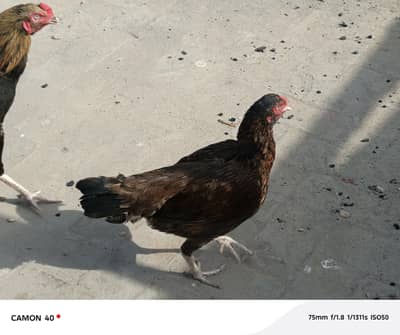 aseel murge for sale kami pashi ho jaya gi