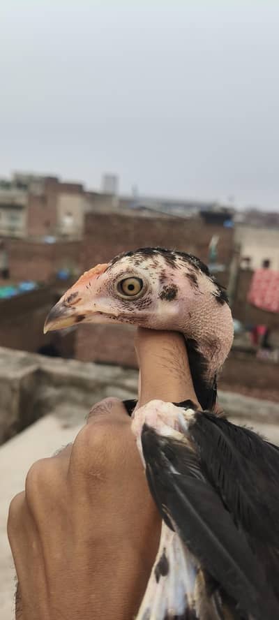 pure Thai pakoya chick available