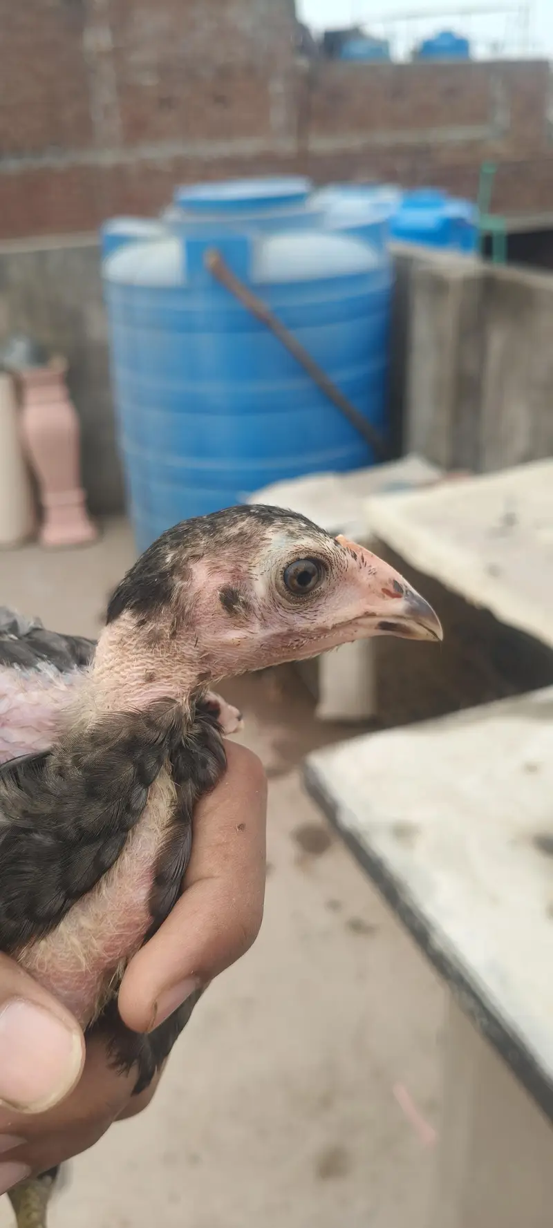pure Thai pakoya chick available — photo 2