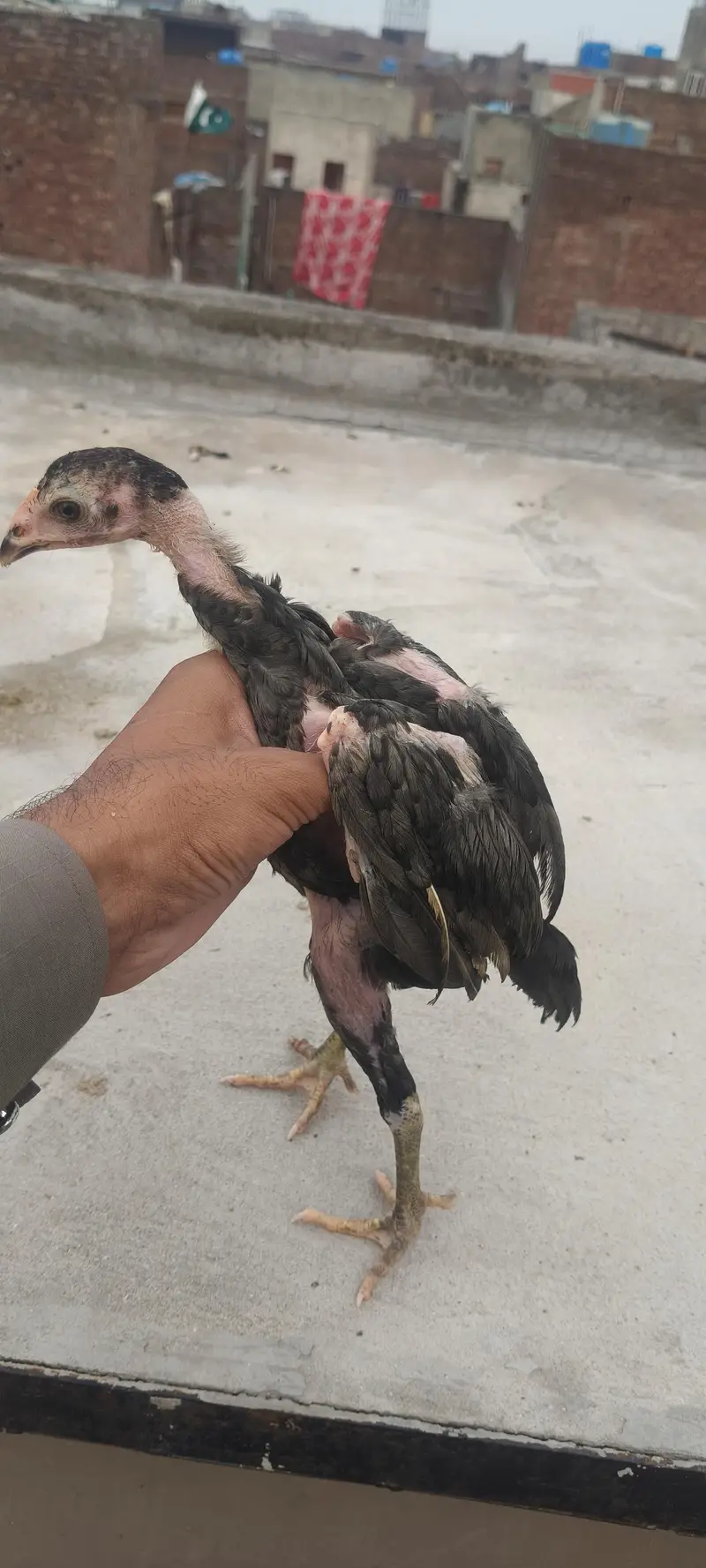 pure Thai pakoya chick available — photo 3
