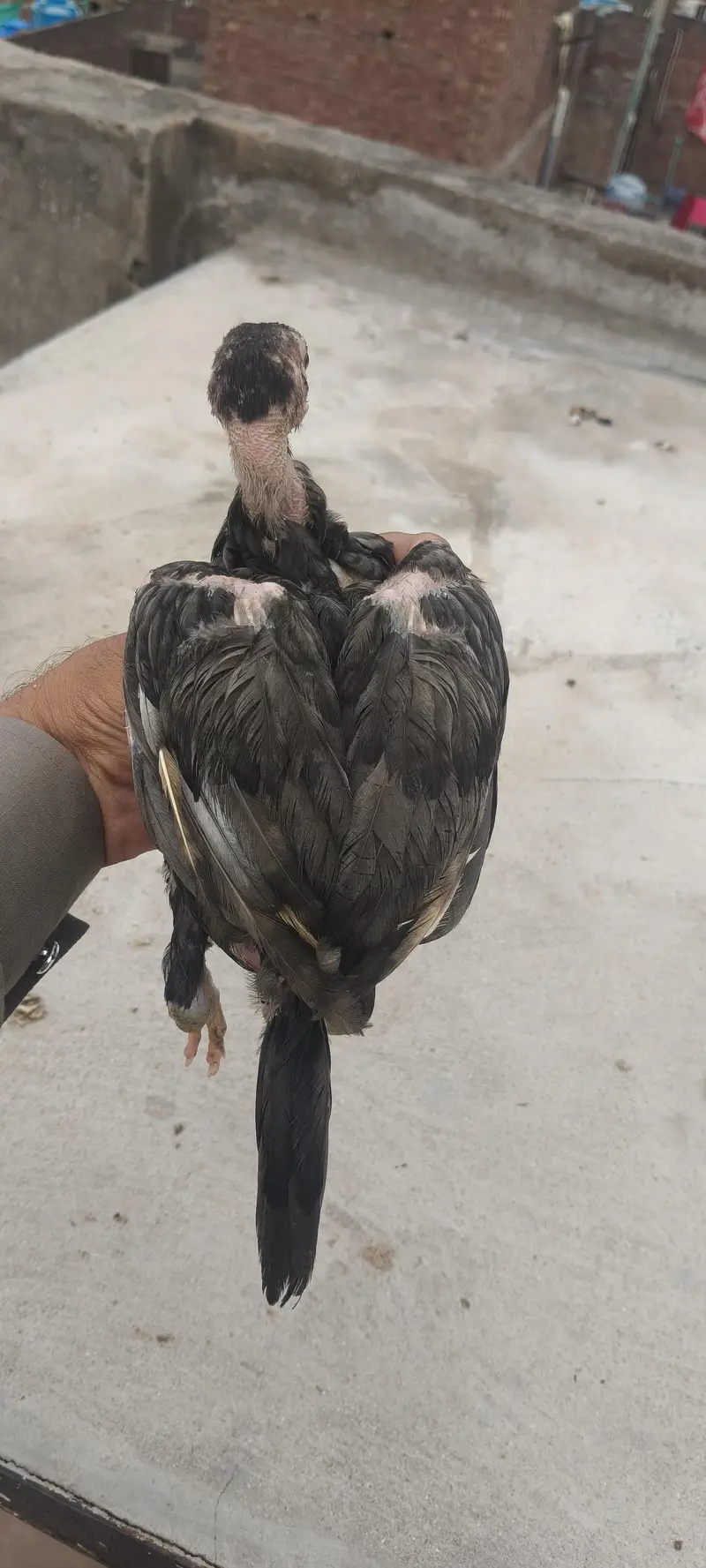 pure Thai pakoya chick available — photo 4