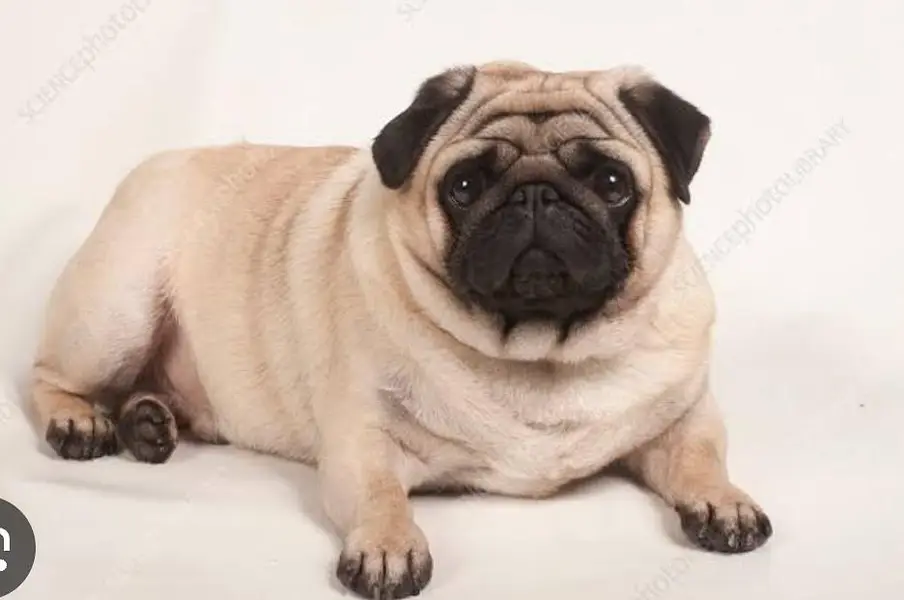 imported toy breed dog Exchange — photo 3