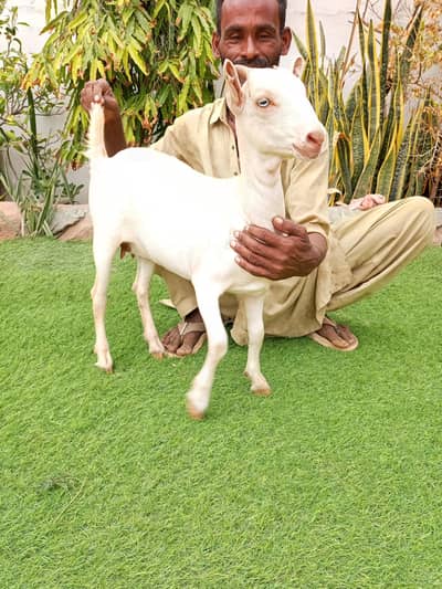 teddy bakri or bakra
