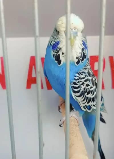 Exhibition Hogoromo Budgies