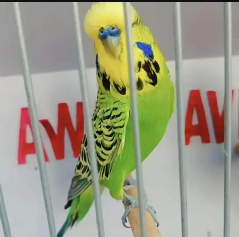 Exhibition Hogoromo Budgies — photo 2