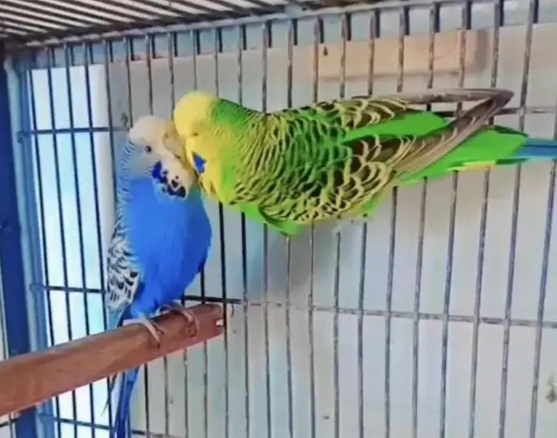 Exhibition Hogoromo Budgies — photo 3