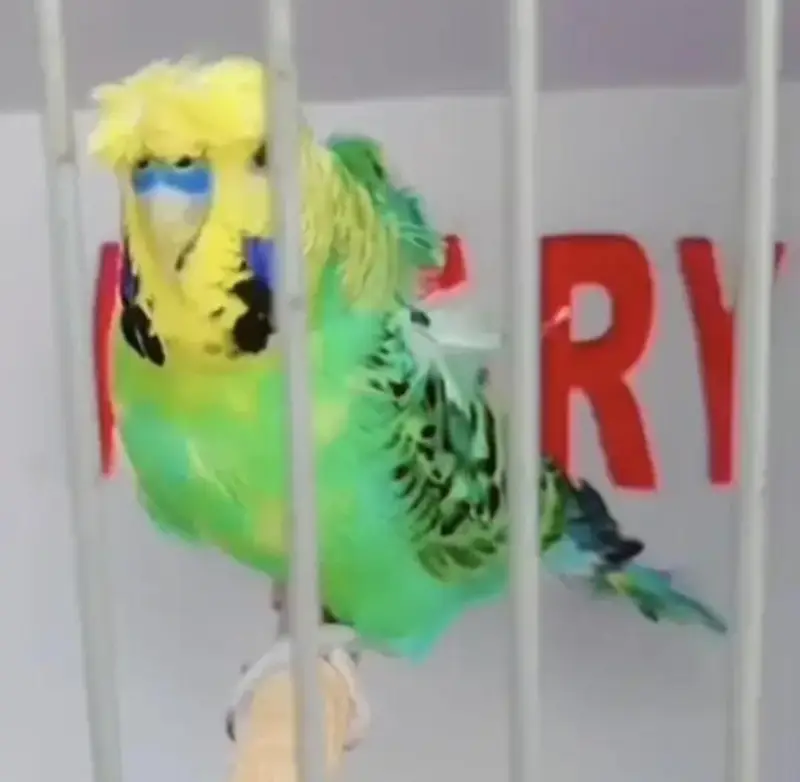 Exhibition Hogoromo Budgies — photo 4