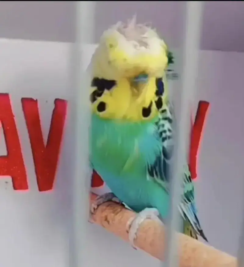 Exhibition Hogoromo Budgies — photo 5