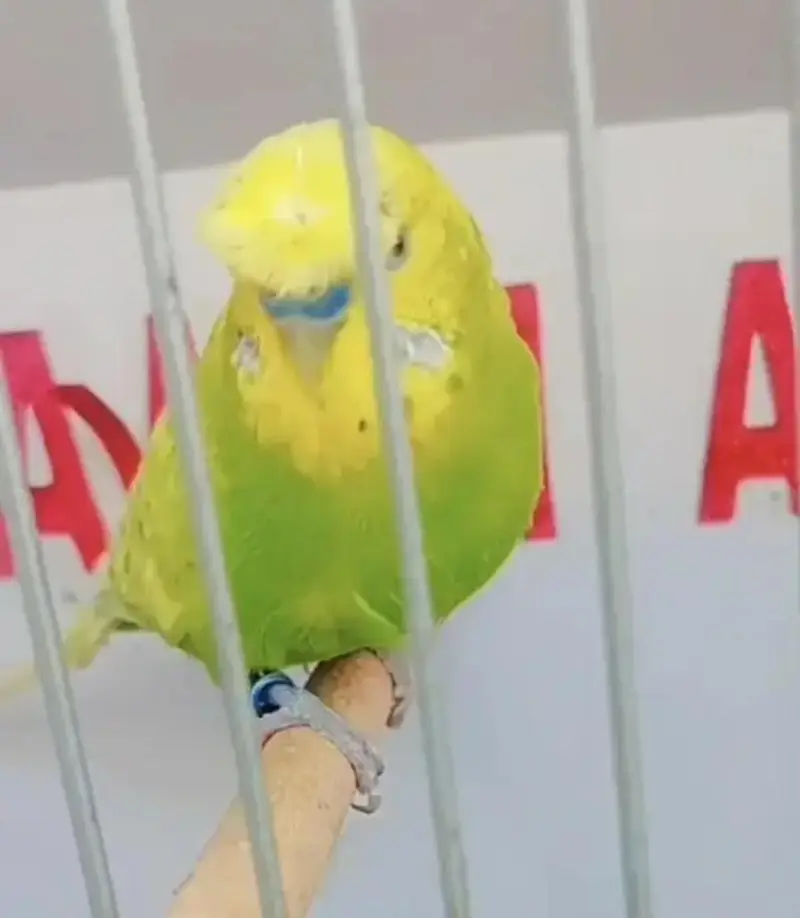 Exhibition Hogoromo Budgies — photo 6