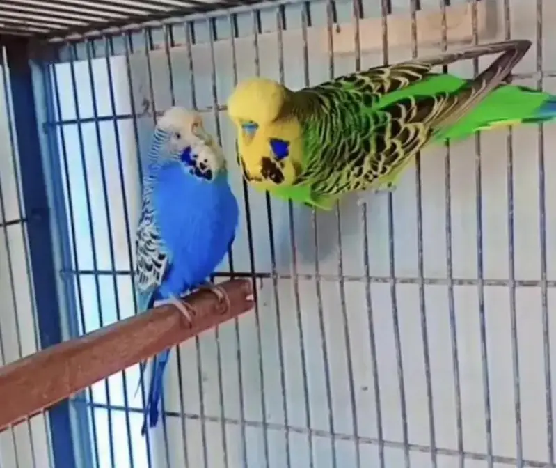 Exhibition Hogoromo Budgies — photo 7