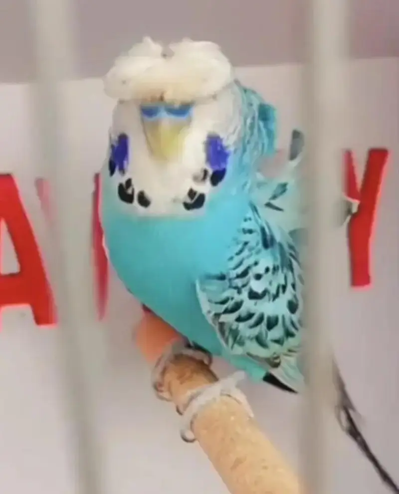 Exhibition Hogoromo Budgies — photo 8