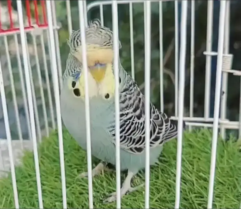 Exhibition Hogoromo Budgies — photo 9