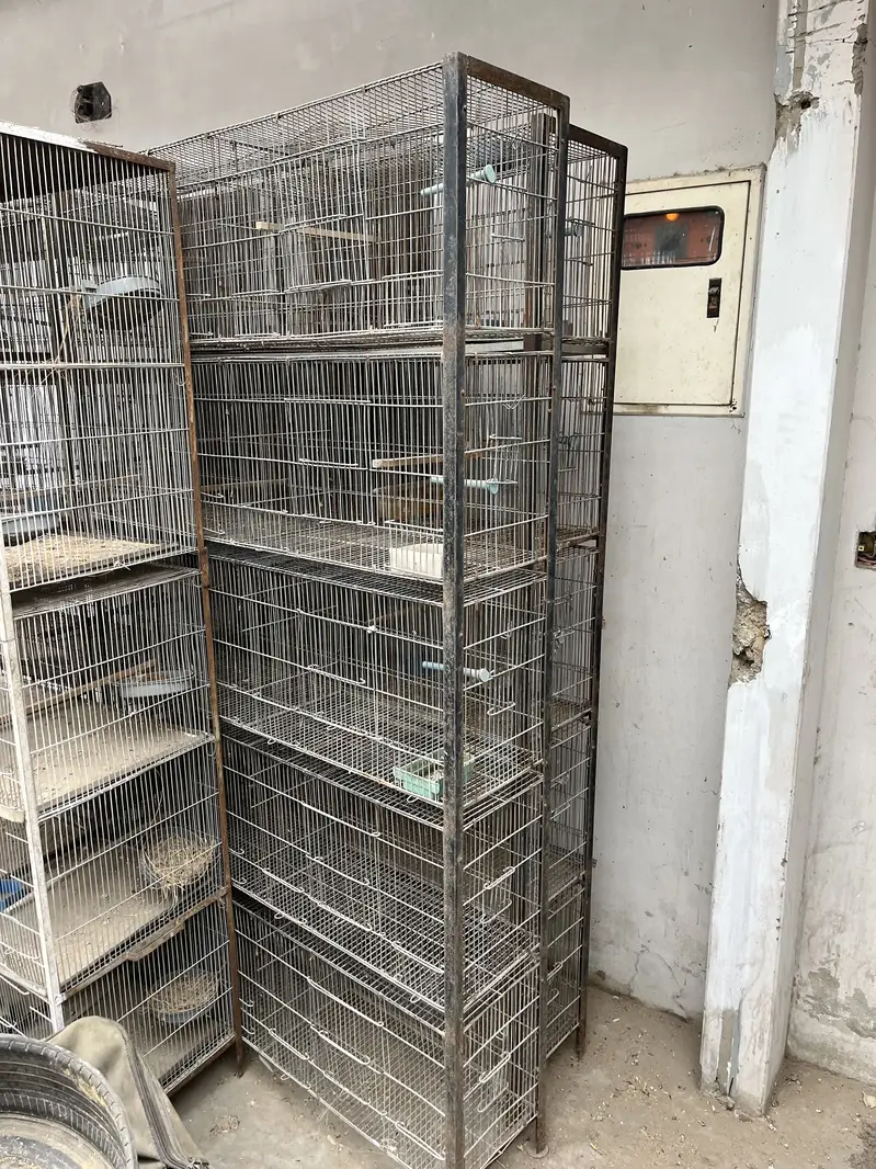 Parrots cage/love birds,cocktails,dove,conures — photo 2