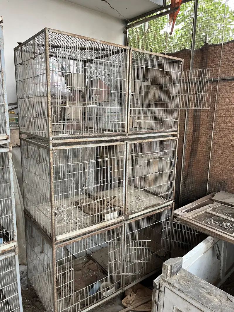 Parrots cage/love birds,cocktails,dove,conures — photo 3