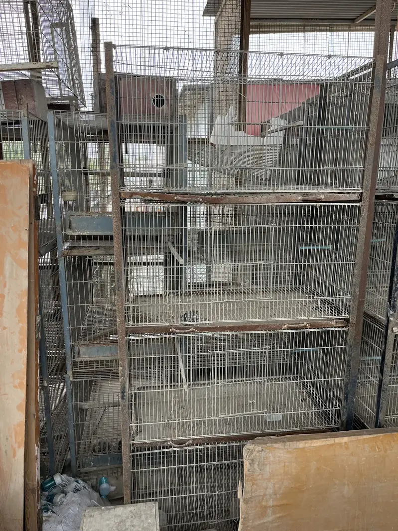 Parrots cage/love birds,cocktails,dove,conures — photo 4