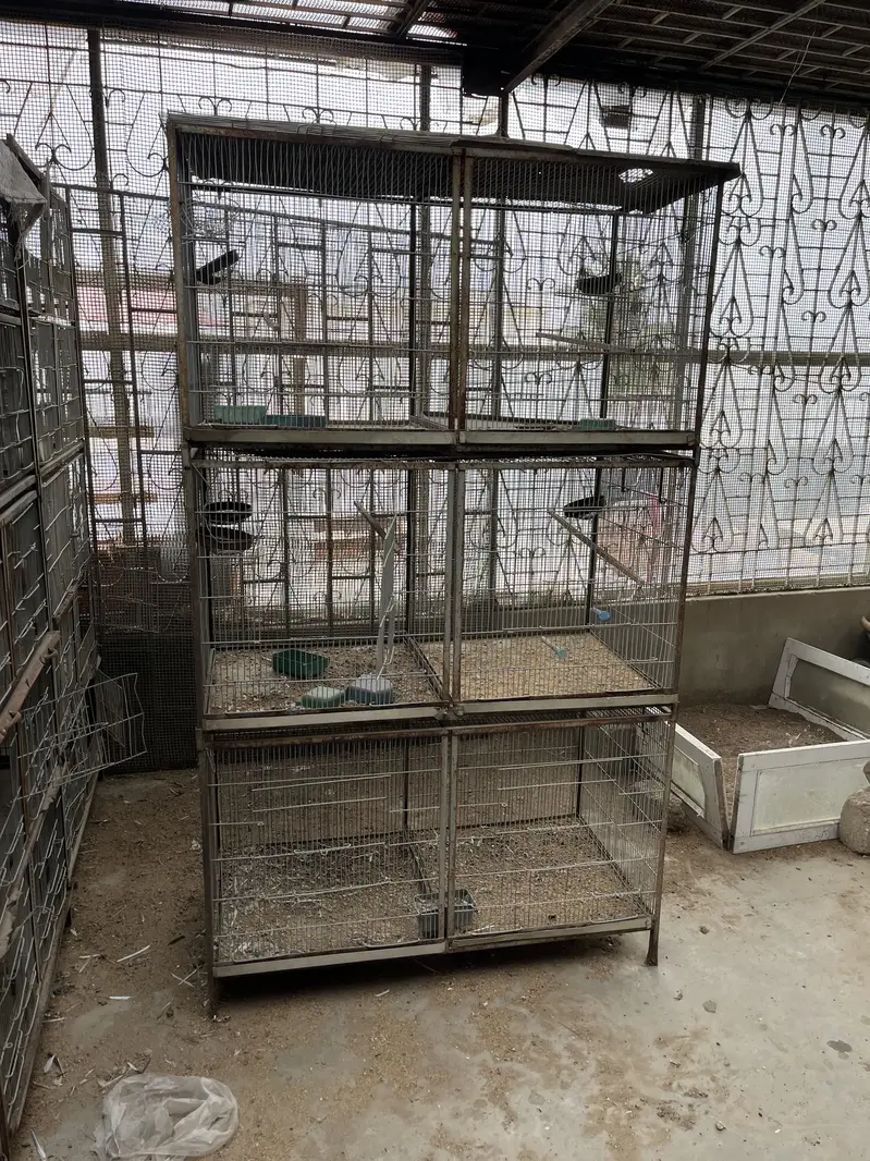 Parrots cage/love birds,cocktails,dove,conures — photo 5